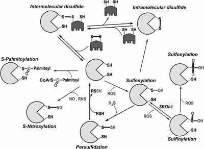 Cysteines as Redox Molecular Switches and Targets of Disease